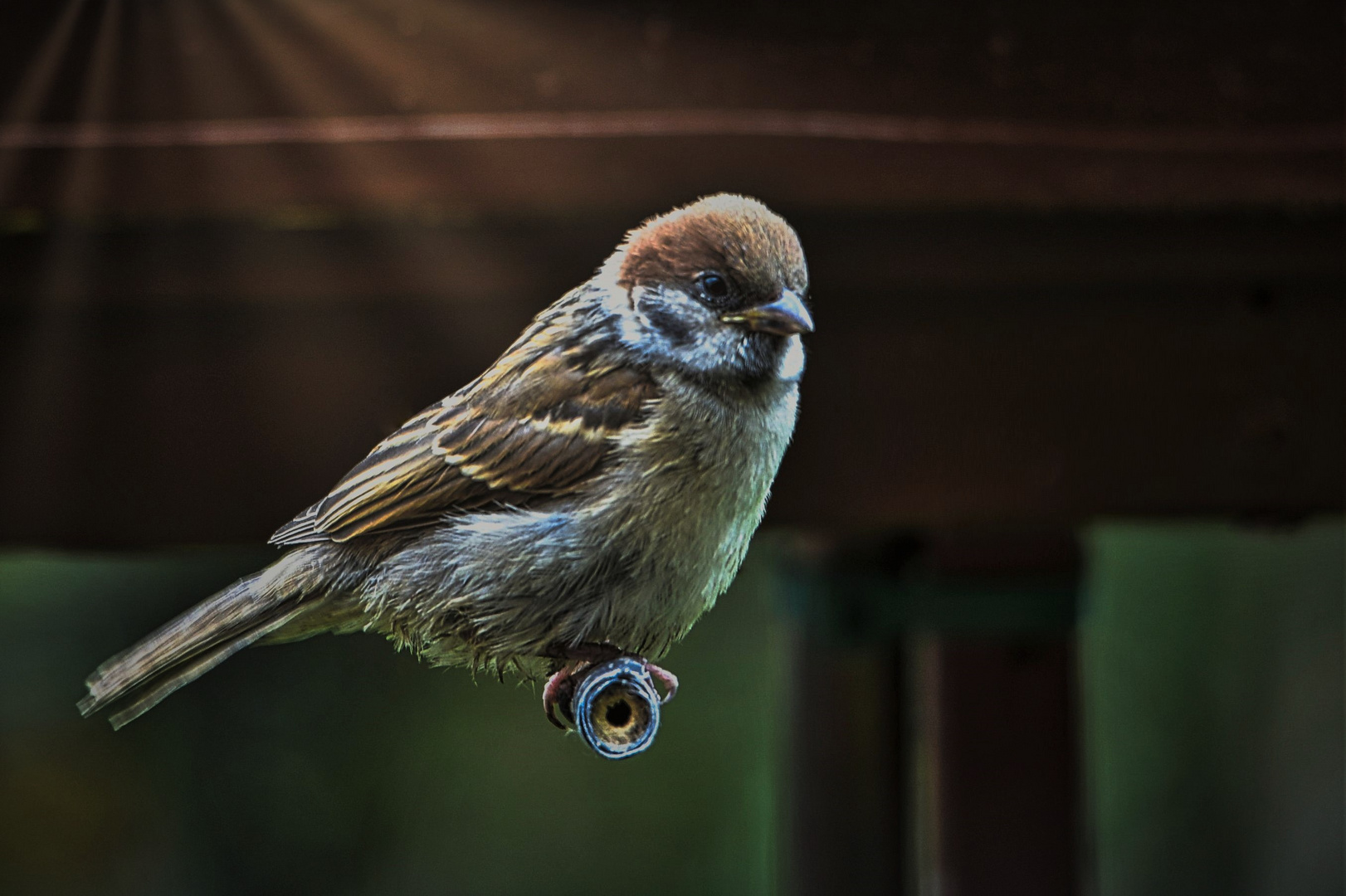 DSC_0106-Ein kleiner frecher Spatz