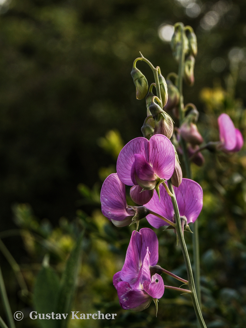 DSC01229_02 Blume in der Abendsonne (Vogelpark Friedrichstal).