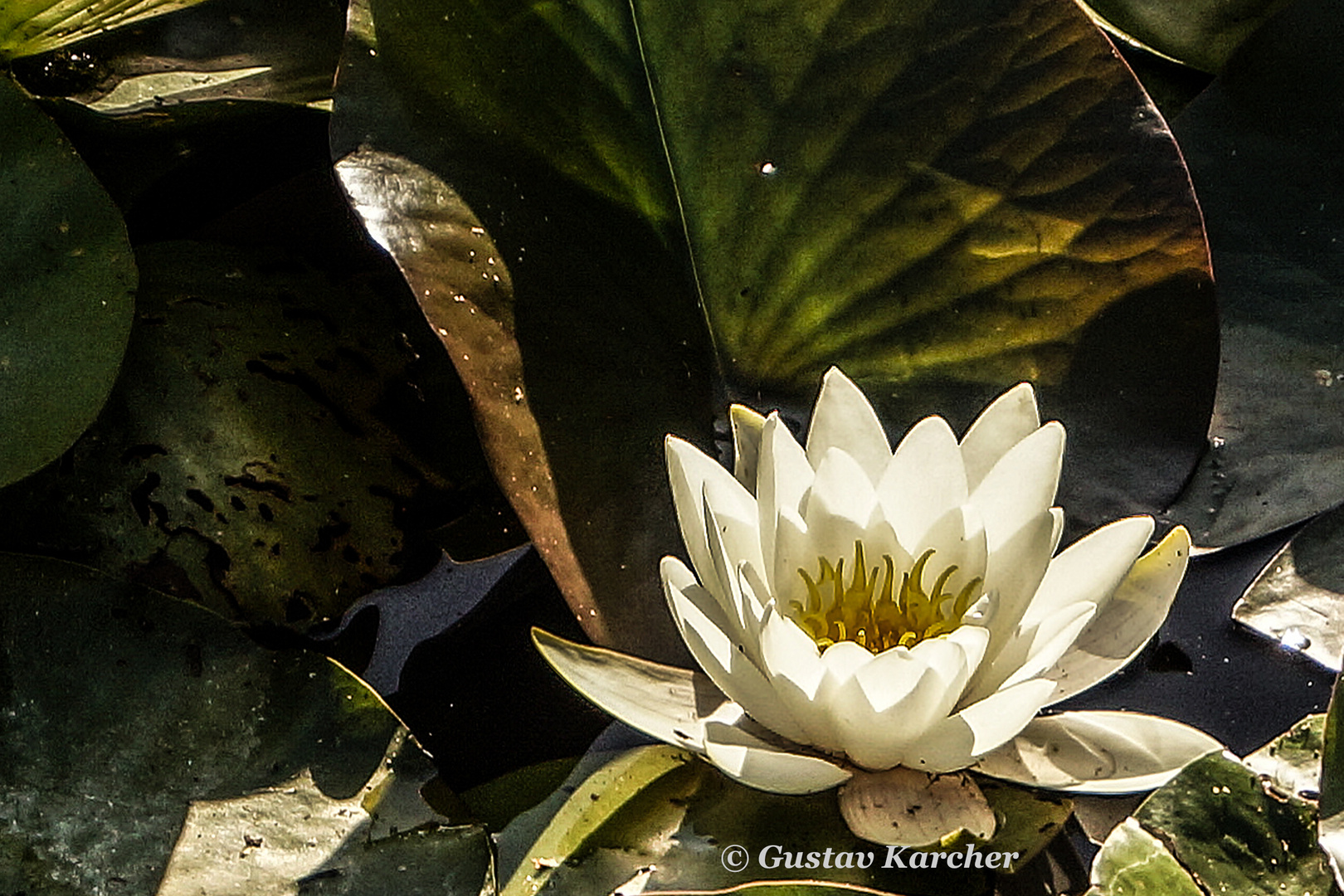 DSC01279 Seerose (Vogelpark Friedrichstal)