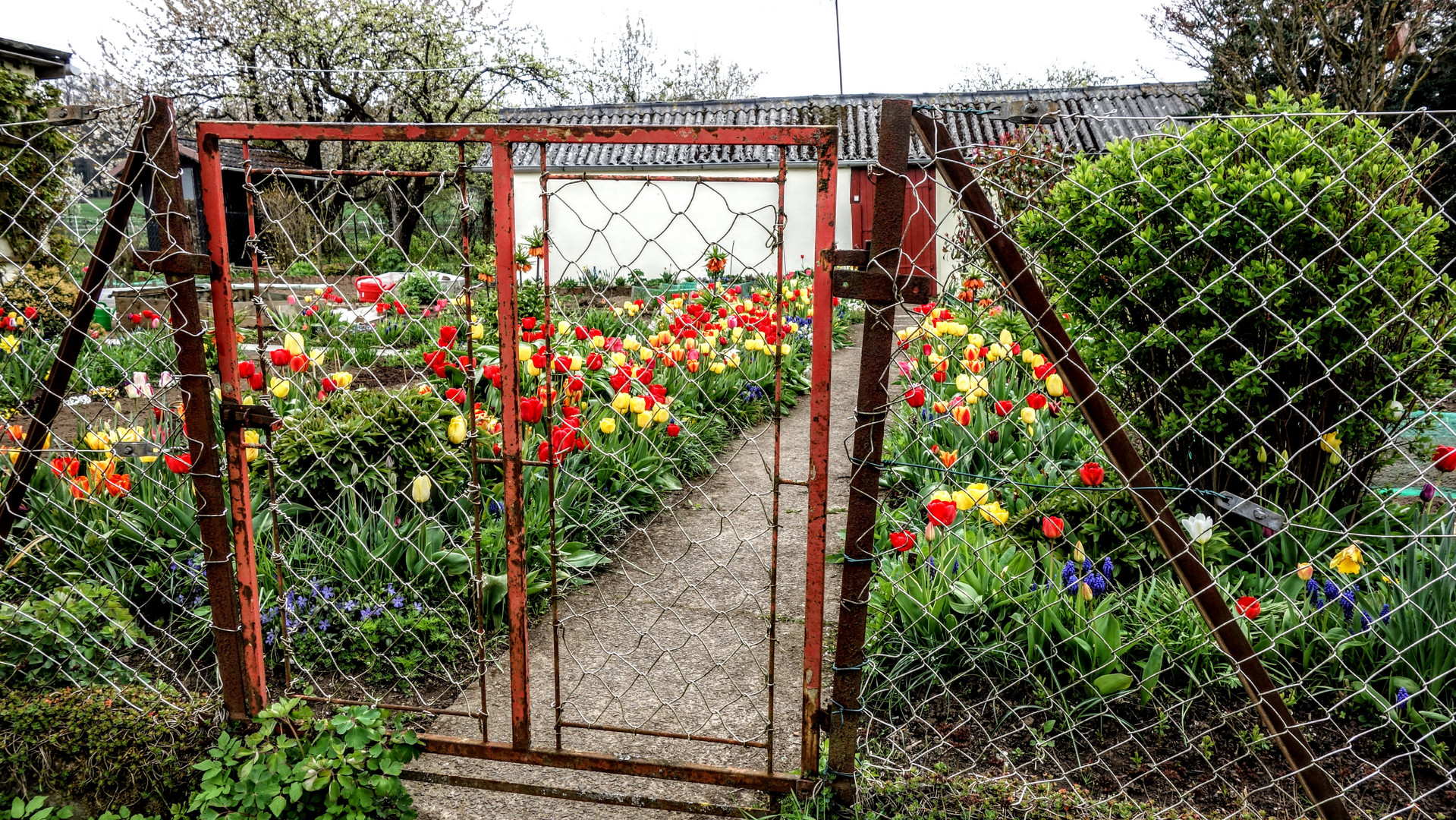 DSC01334a Tulpengarten 