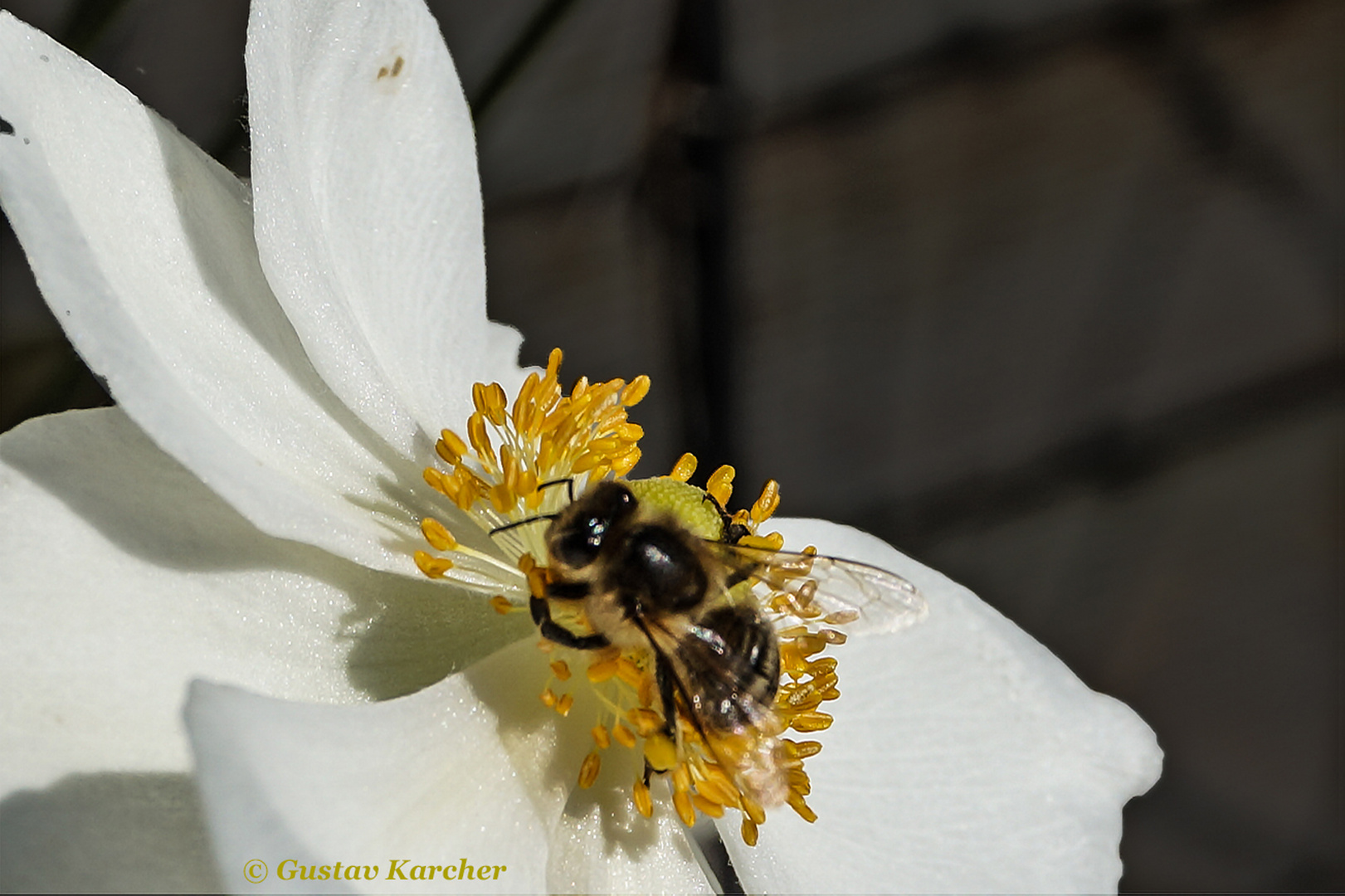 DSC01380 Blütenpollen sind anziehend