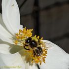 DSC01380 Blütenpollen sind anziehend