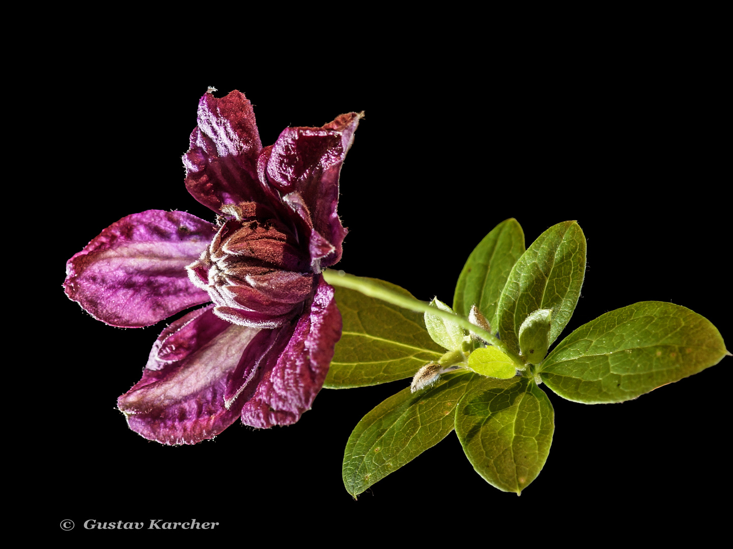 DSC01450 Clematisblüte