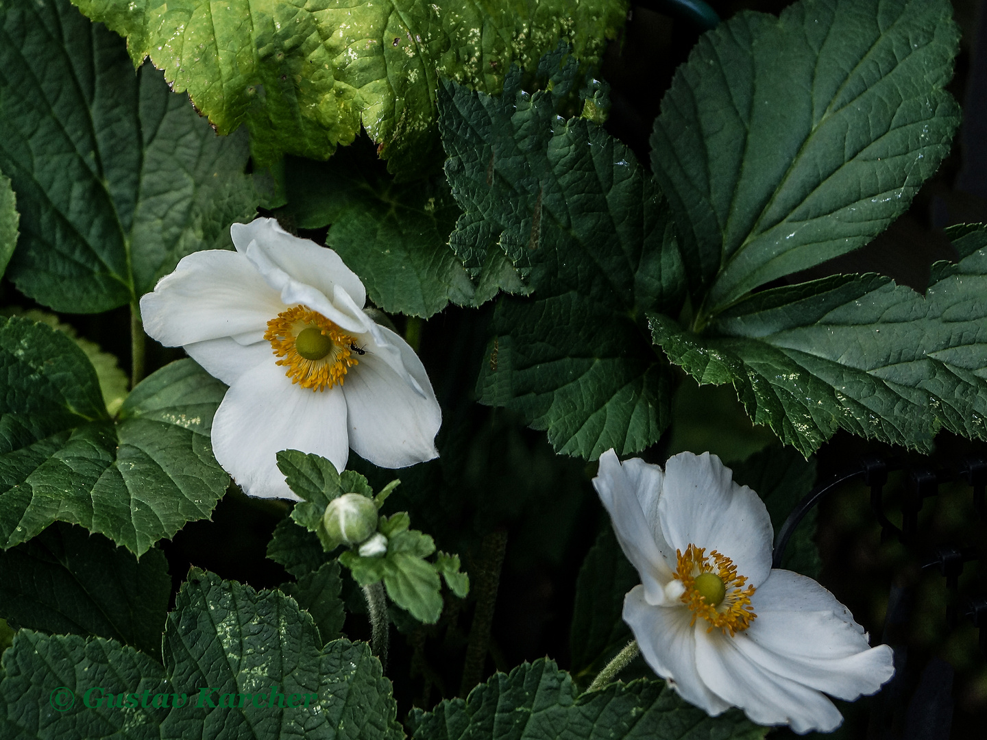 DSC01508 Erste Blüten Herbstanemone 2018