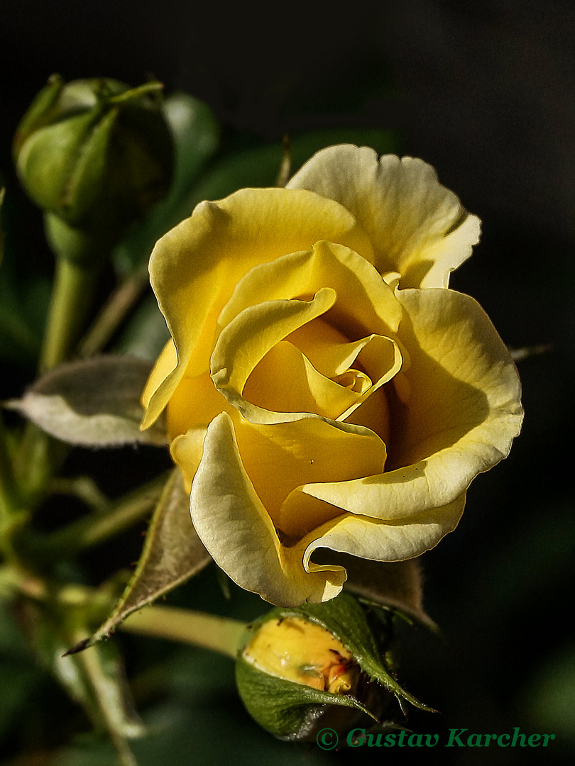 DSC01542_02 Gelbe Rose mit Blütenknospen