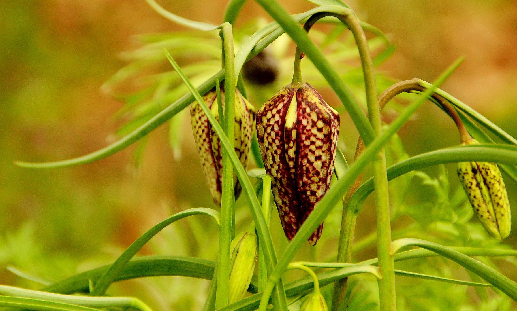 DSC01641-2-web Knospe Schachbrettblume...