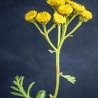 DSC01692 Rainfarn (Tanacetum vulgare)