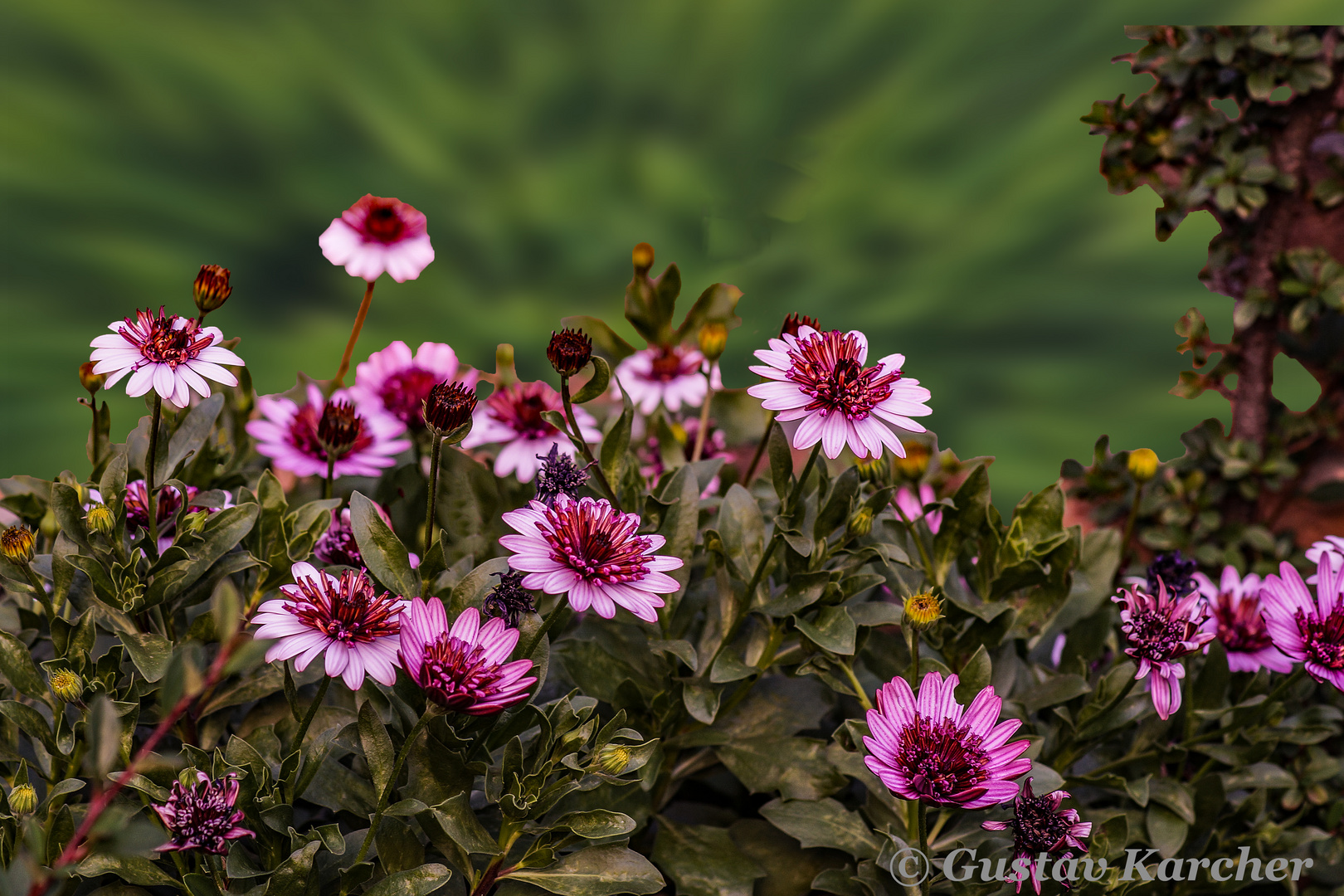 DSC01826 Prachtblumen