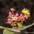 DSC01835 Johanniskrautblüte