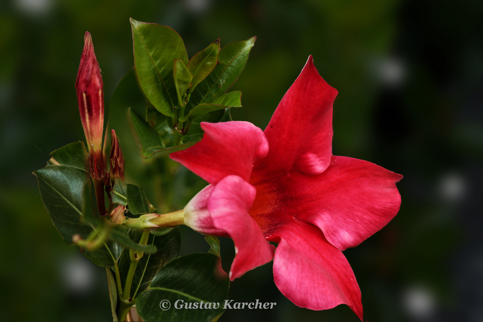 DSC01855 Dipladenia rot