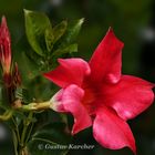 DSC01855 Dipladenia rot