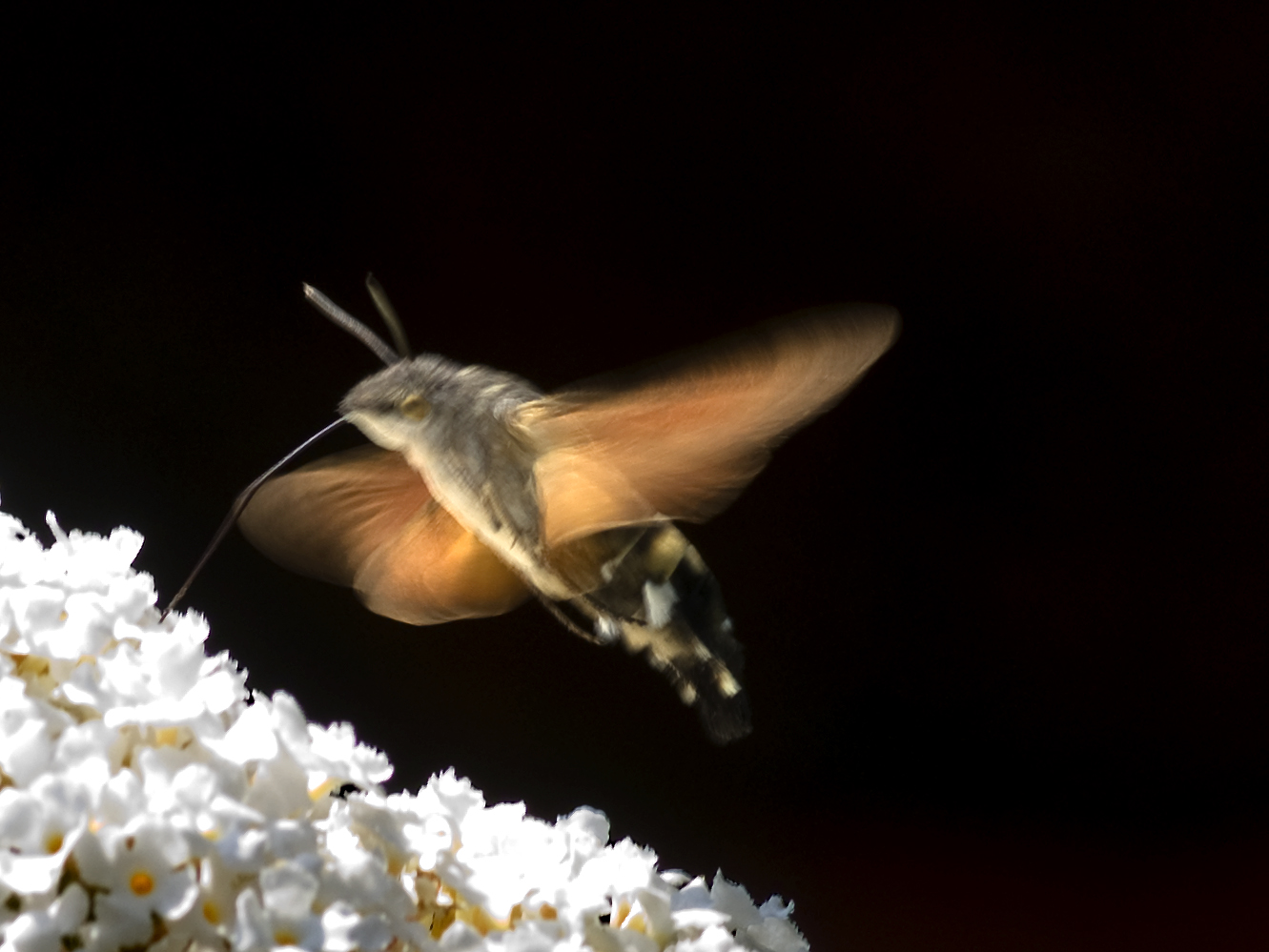 DSC01923 Schmetterling