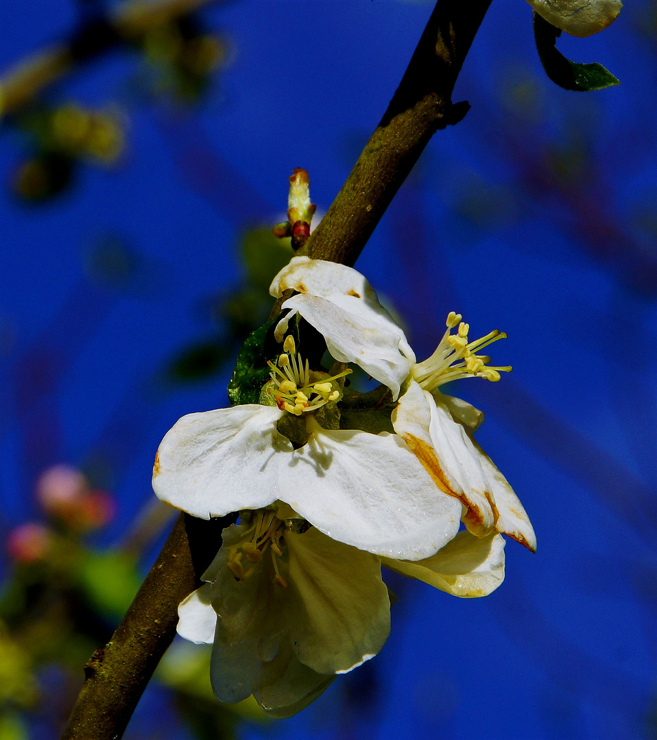 DSC01938-Kopie-2-web Apfelblüte nach dem Regen...