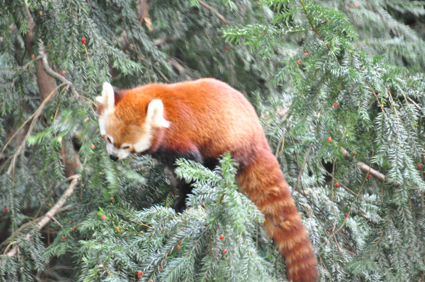 DSC_0205Eine Schönheit der Natur