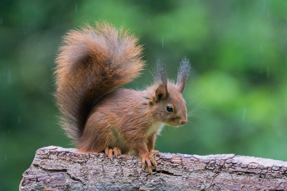 DSC02103 Foto & Bild | tiere, wildlife, wildlife: sonstige tiere Bilder