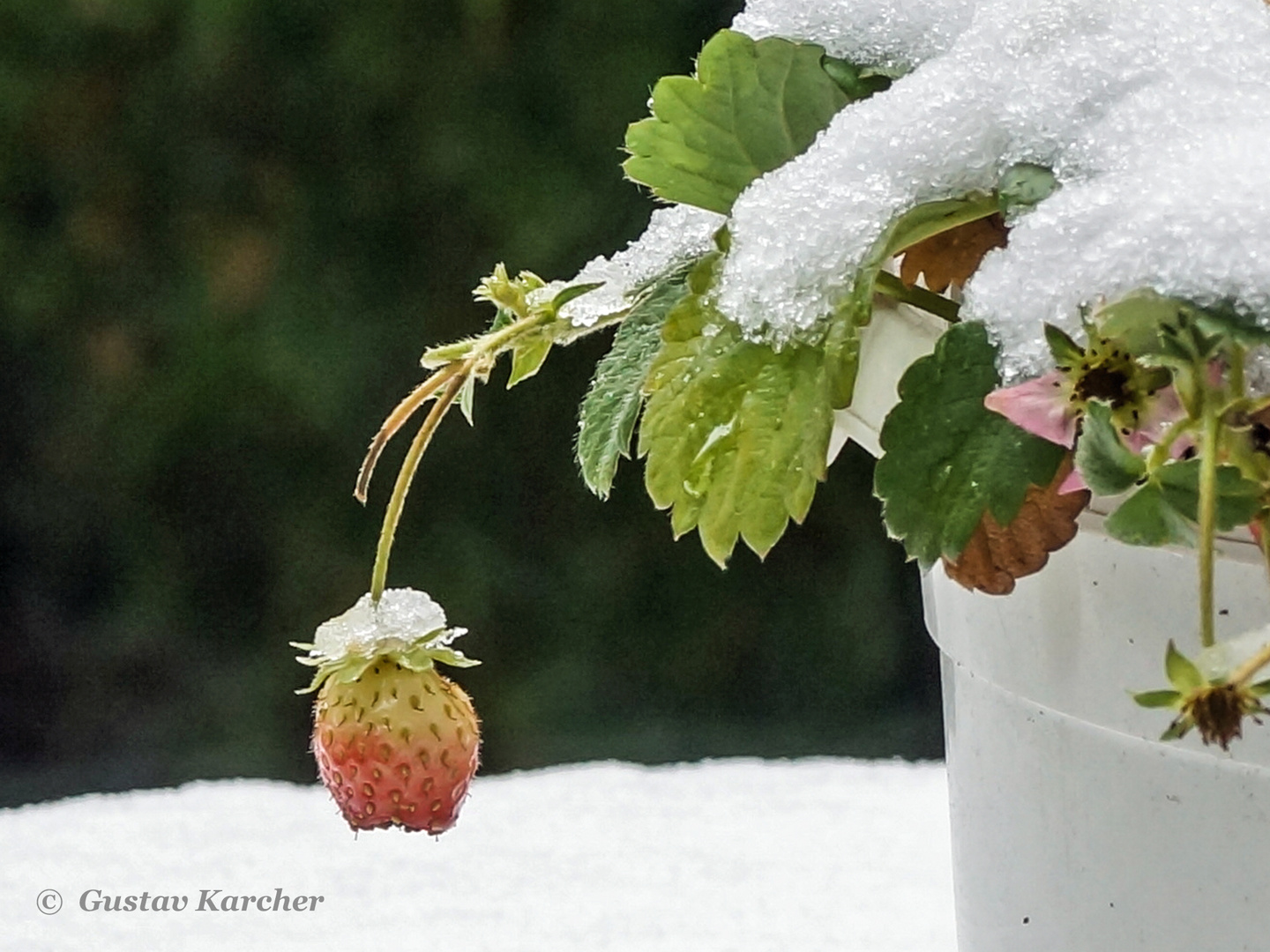 DSC02132 Schnee-Erdbeere