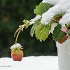 DSC02132 Schnee-Erdbeere