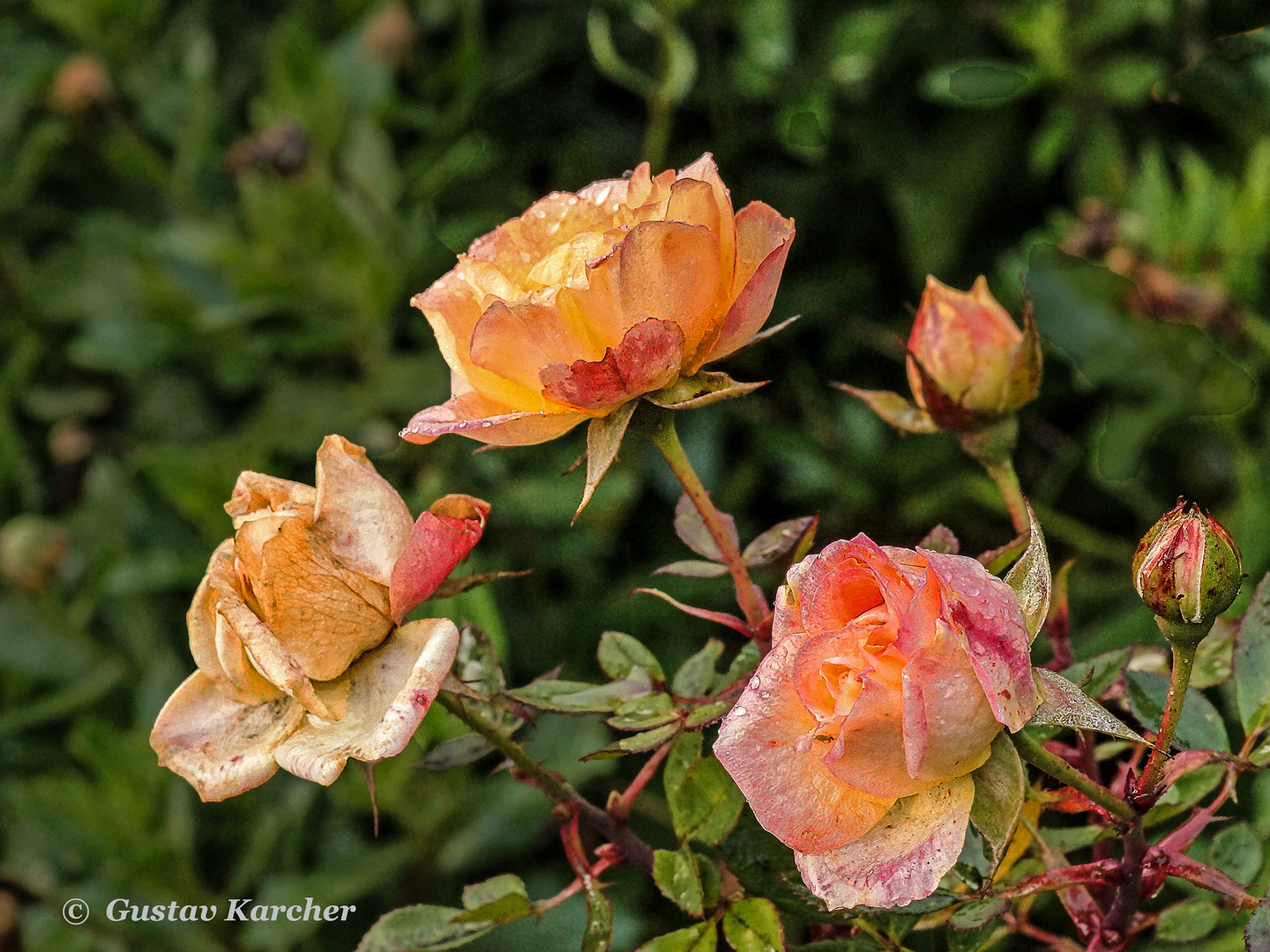 DSC02137 Rose ''Little Sunset'', 19.12.2018