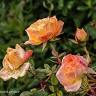 DSC02137 Rose ''Little Sunset'', 19.12.2018