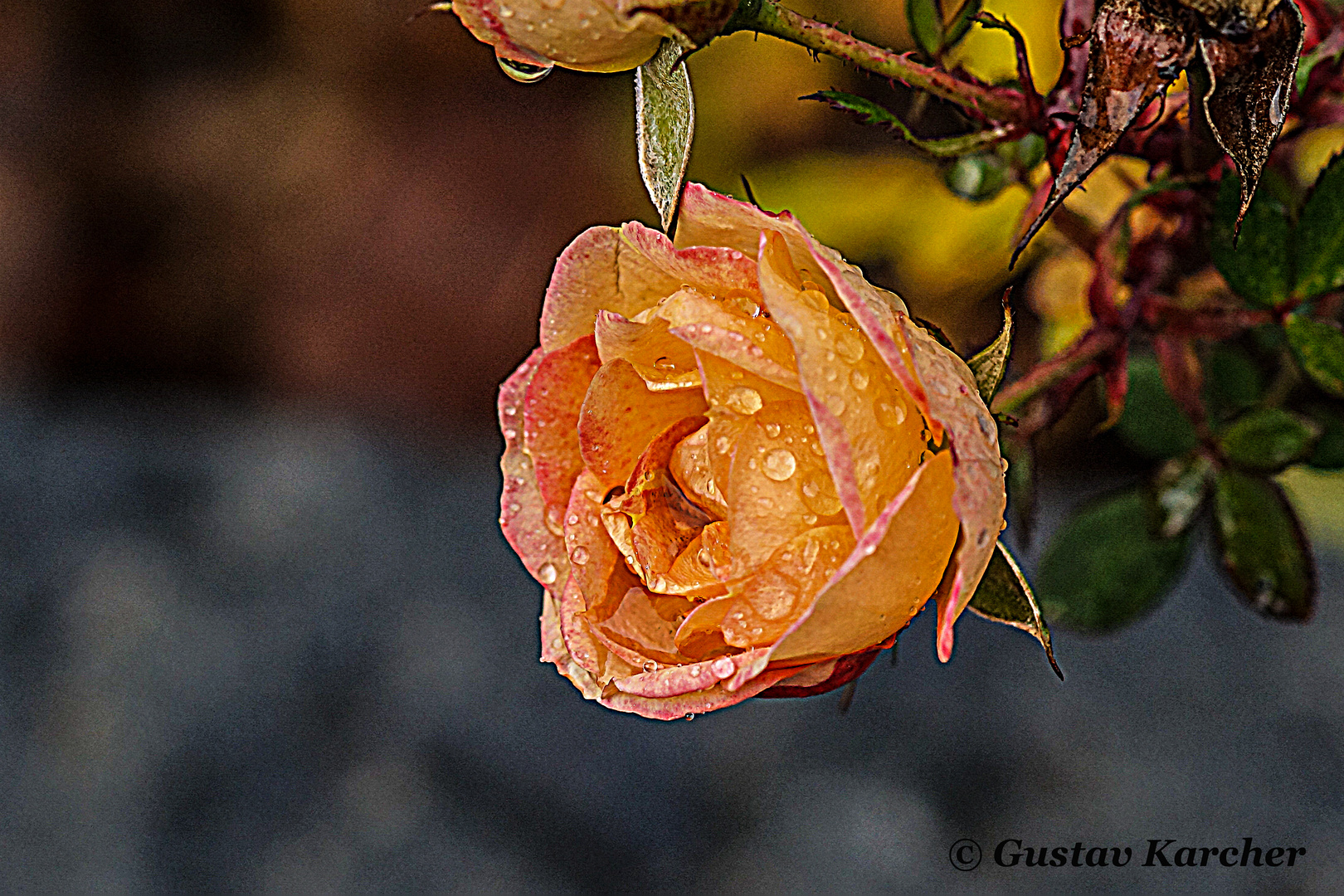 DSC02167 Rose ''Little Sunset '', 19.12.2018