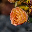 DSC02167 Rose ''Little Sunset '', 19.12.2018