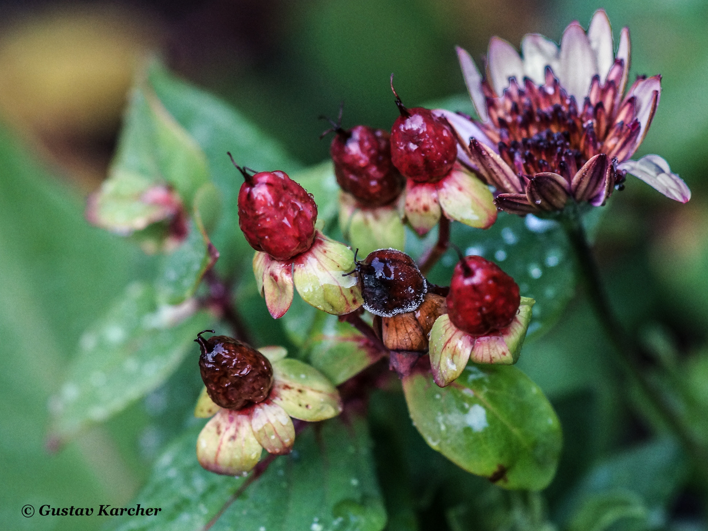 DSC02169 Kabkörbchenblüte und Samenkapsel vom Johanniskraut, 19.12.2018