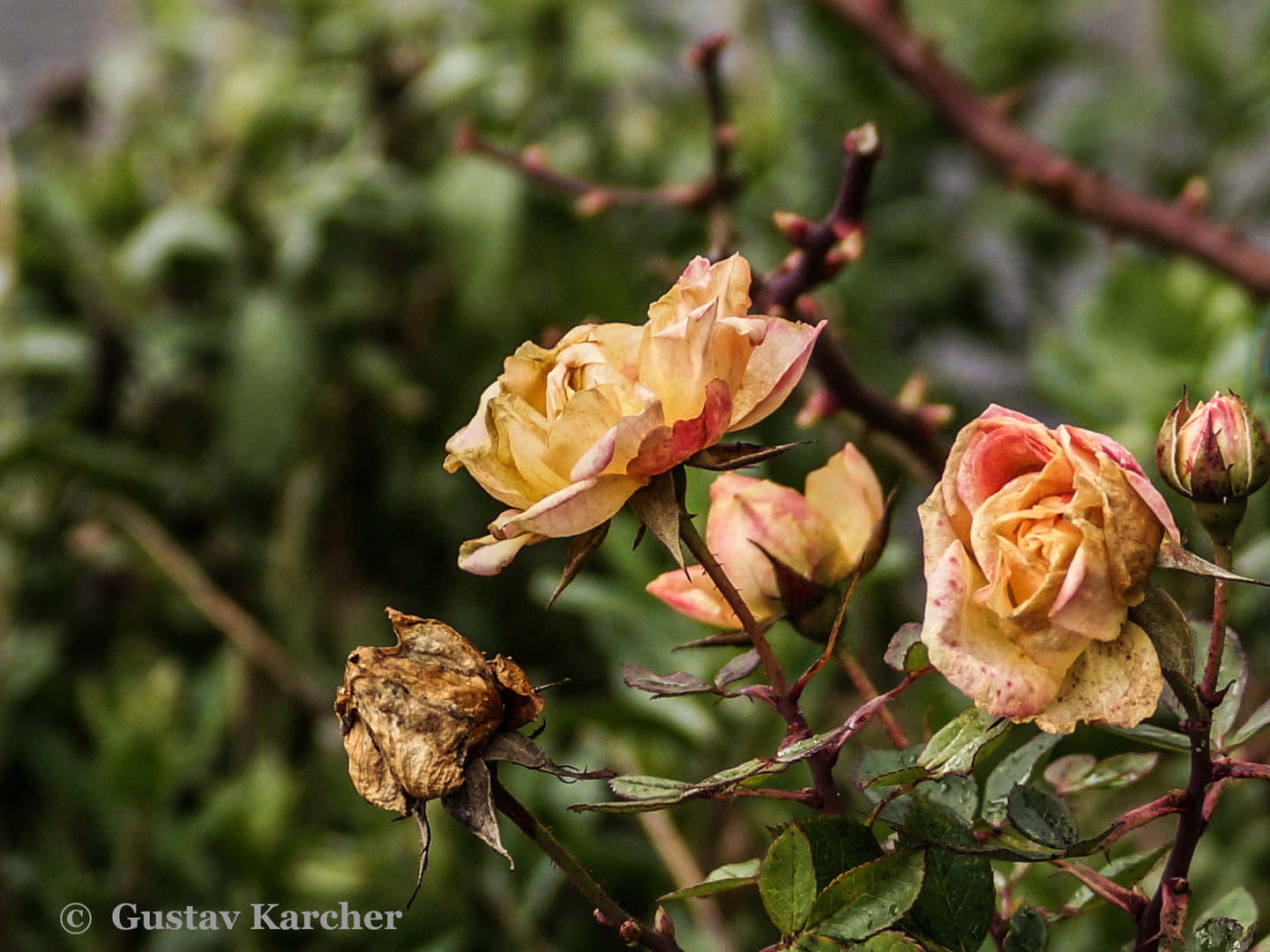 DSC02227 Rose ''Little Sunset'', 14.01.2019, sie kämpft tapfer und ist so standhaft