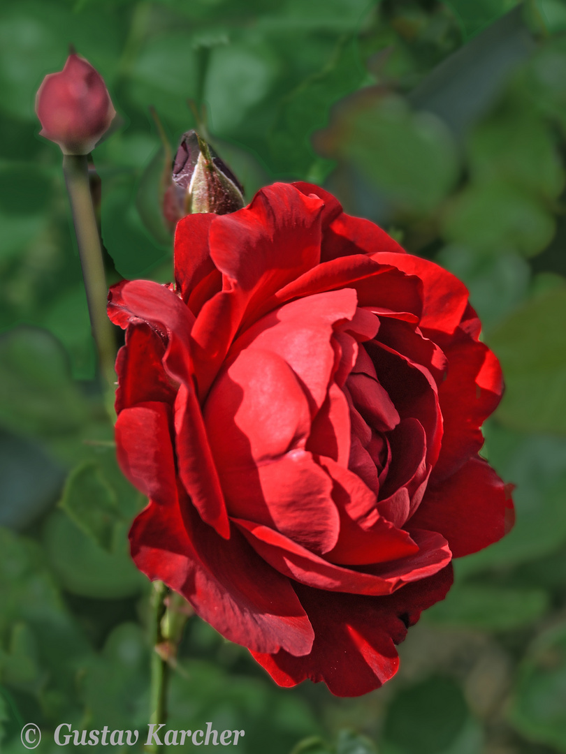 DSC02311  Blühende Rose mit zwei Blütenknospen