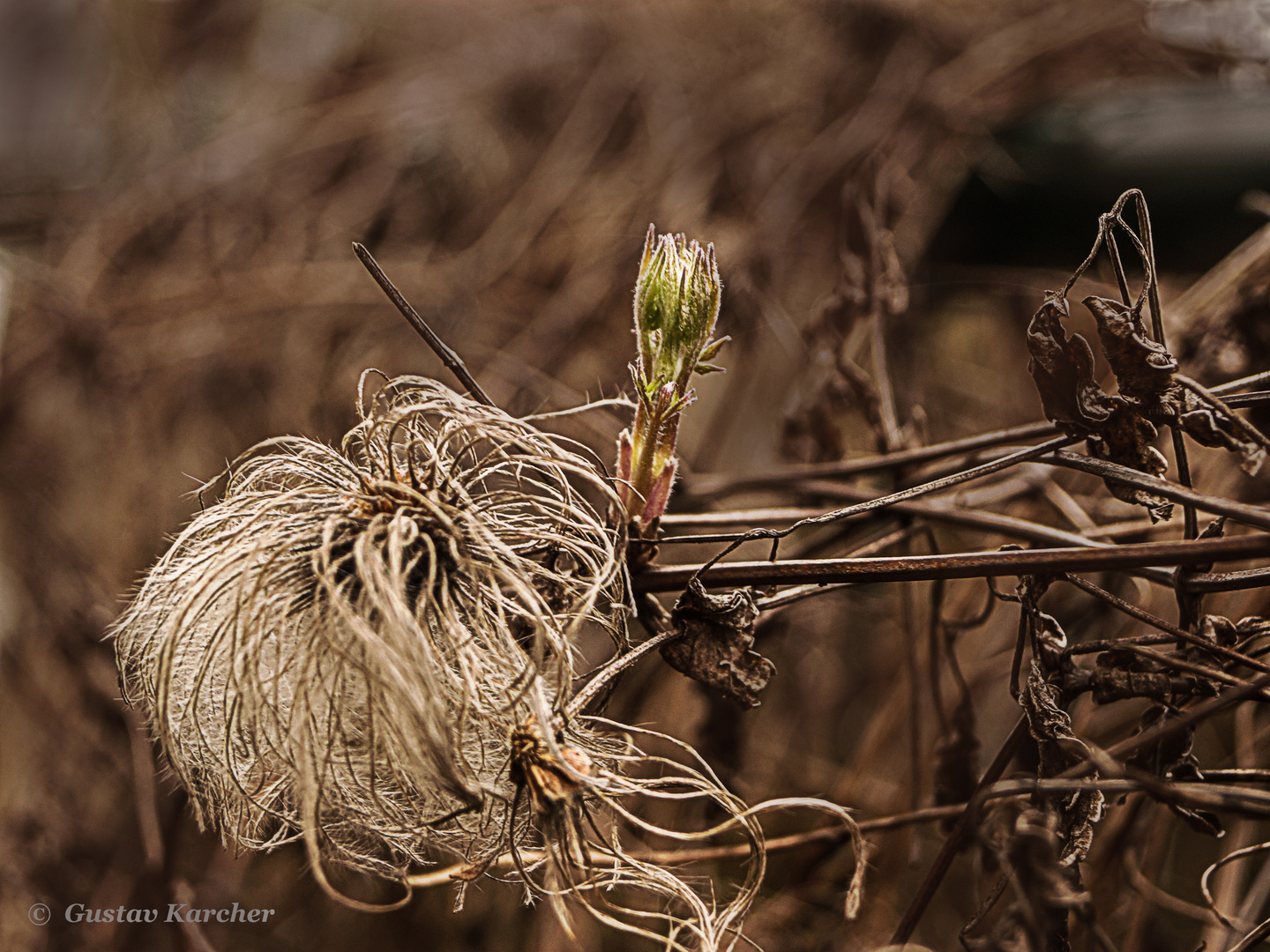 DSC02510 Clematis, Endstufe und Neubeginn so nah vereint