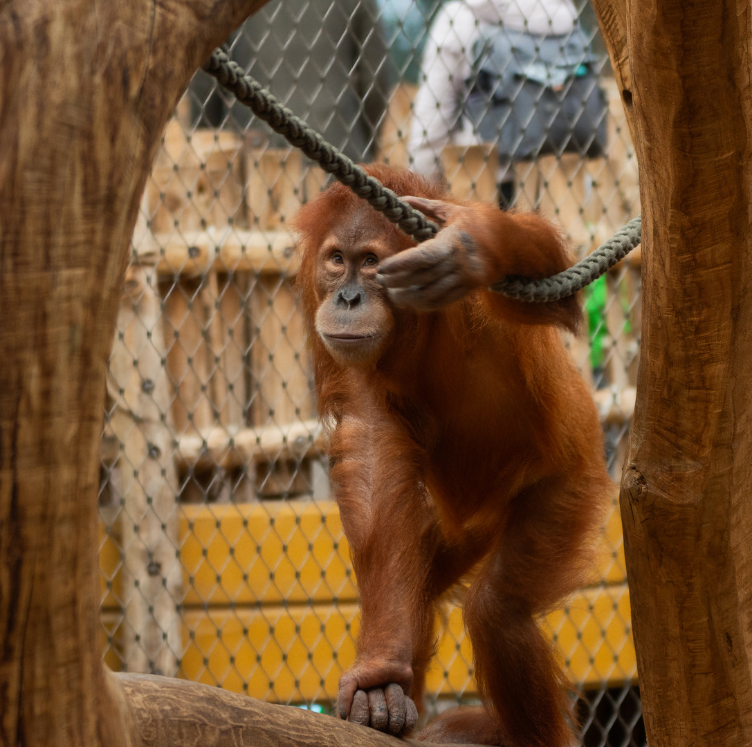 _DSC0255  -   Publikum Liebling.  ZOO Dortmund.