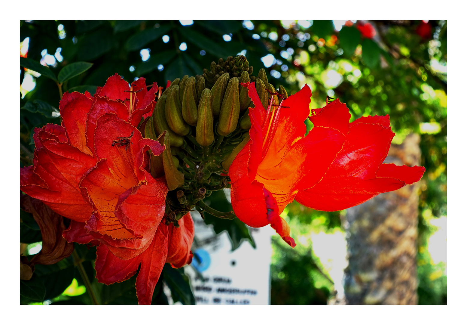 DSC02560 Flores 