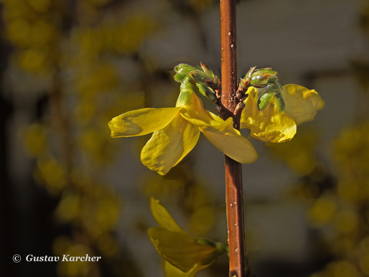 DSC02852  Forsythien