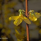 DSC02852  Forsythien