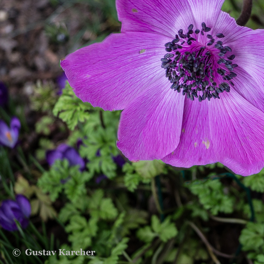 DSC02873  Anemone