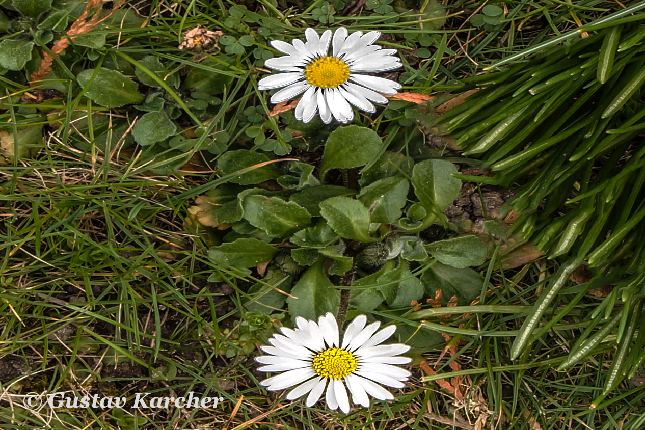 DSC02942  Gänseblümchen