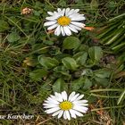 DSC02942  Gänseblümchen