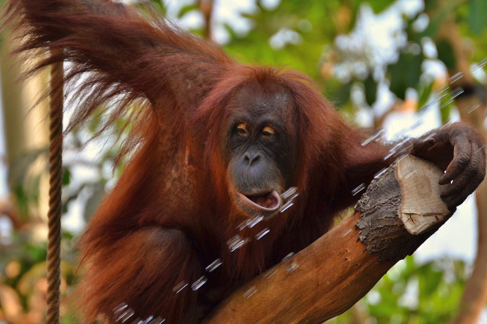 DSC_0319 Orang Utan 1