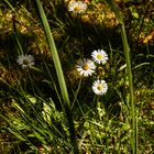 DSC03373  Fünf Gänseblümchen