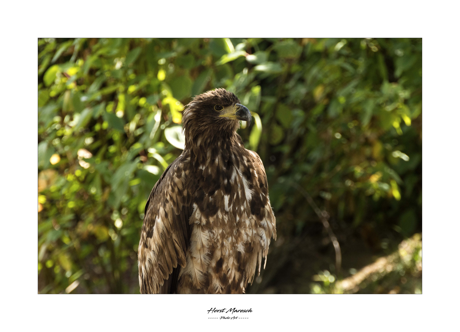 DSC_0349 Steinadler