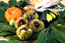 DSC03589 Herbst Kastanien