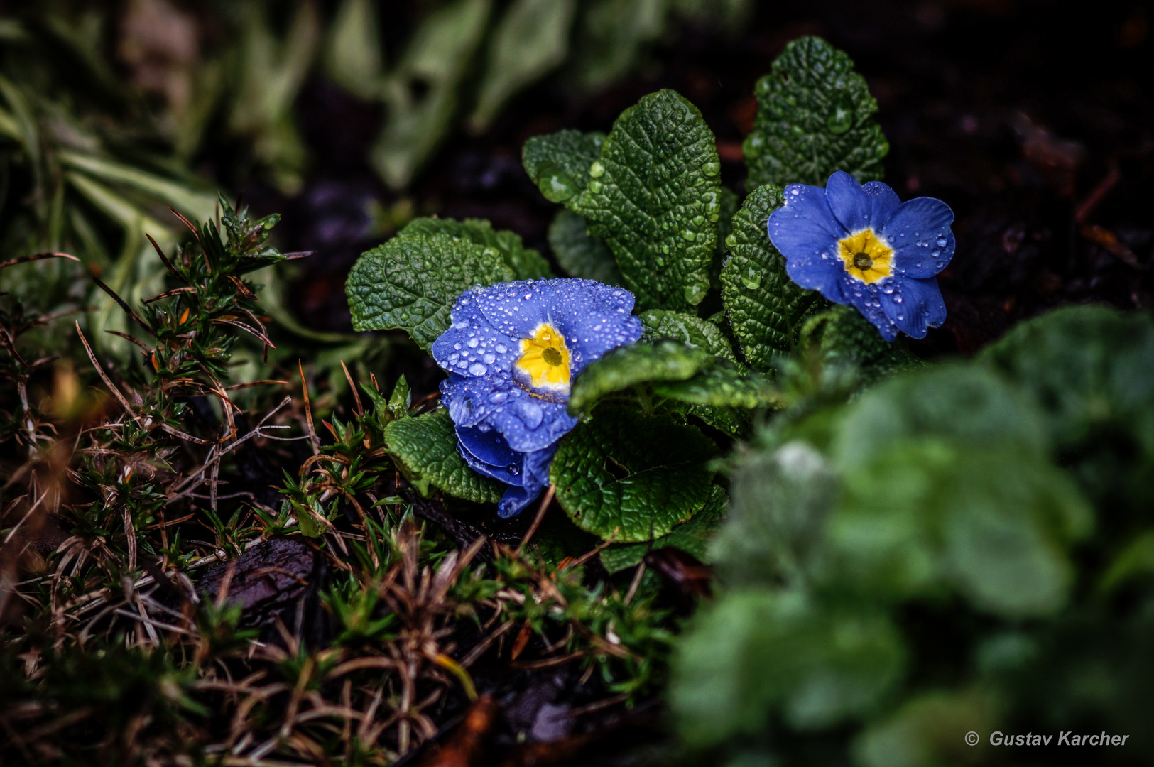 DSC03755 blaue Primel nach dem Regen