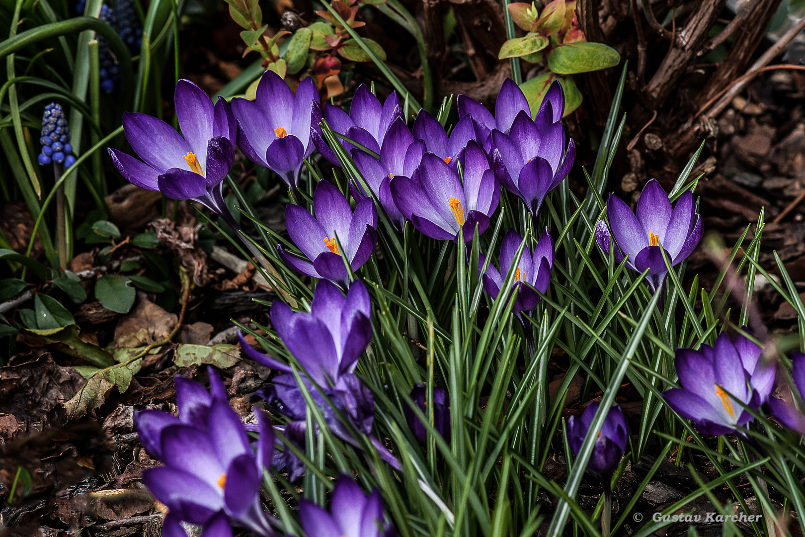 DSC03820 Krokusse, blau