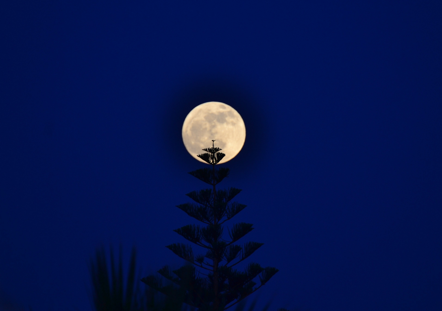 DSC_0388 Vollmond