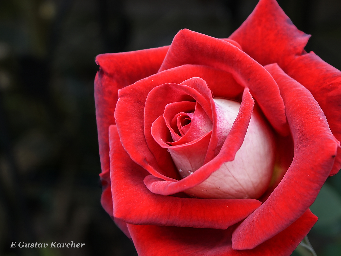 DSC03883 Rose rot-weiß