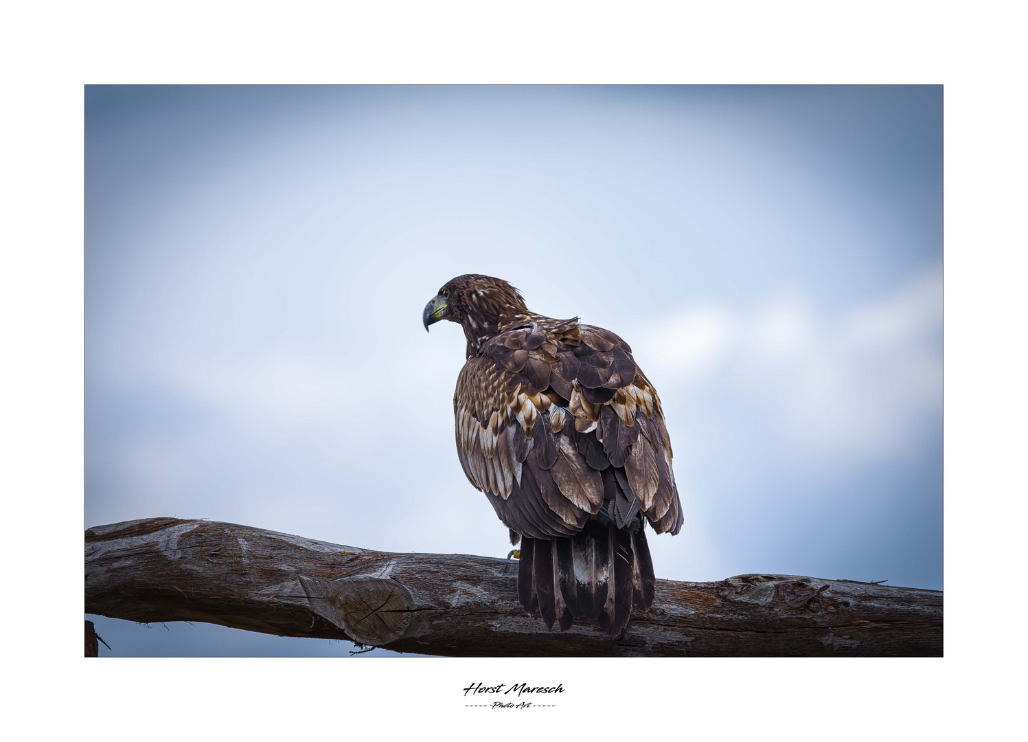 DSC_0393 Steinadler