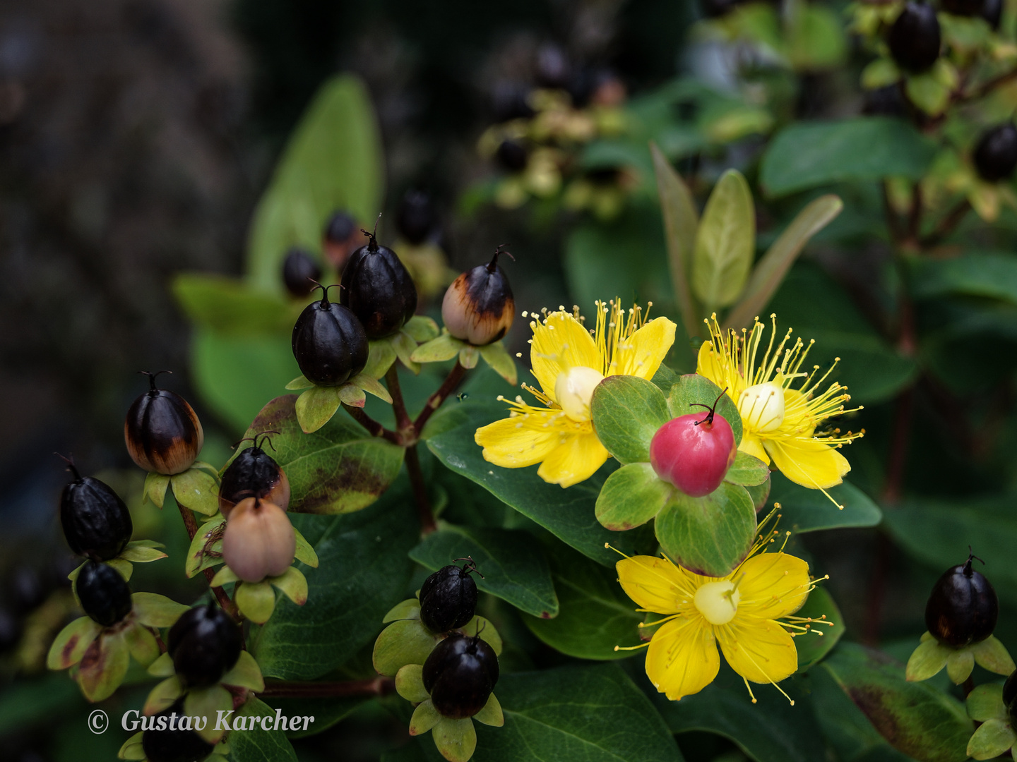 DSC03935 Johanniskraut Blüten und Frucht