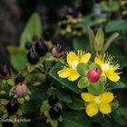 DSC03935 Johanniskraut Blüten und Frucht