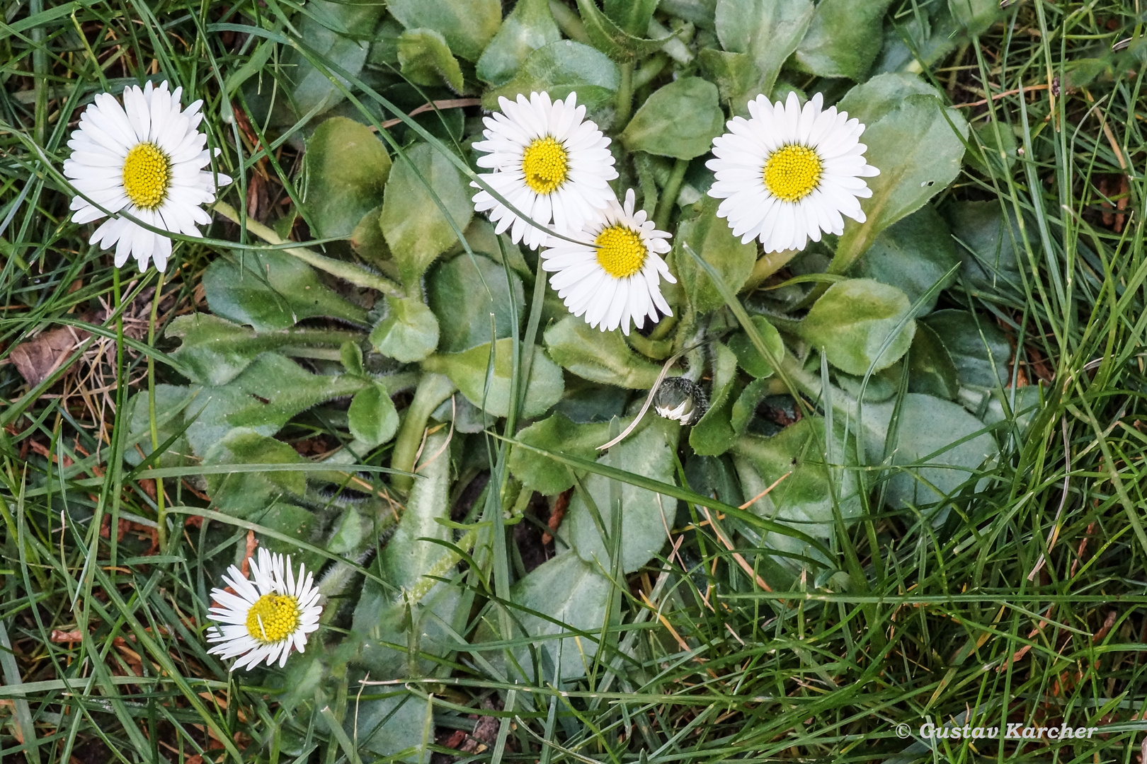 DSC03944 Gänseblümchen 02