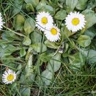 DSC03944 Gänseblümchen 02