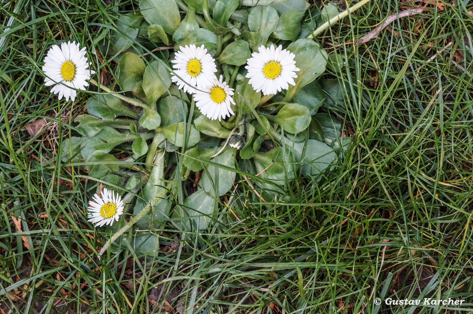 DSC03944 Gänseblümchen